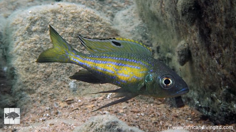 Aulonocranus dewindti 'Muzi'